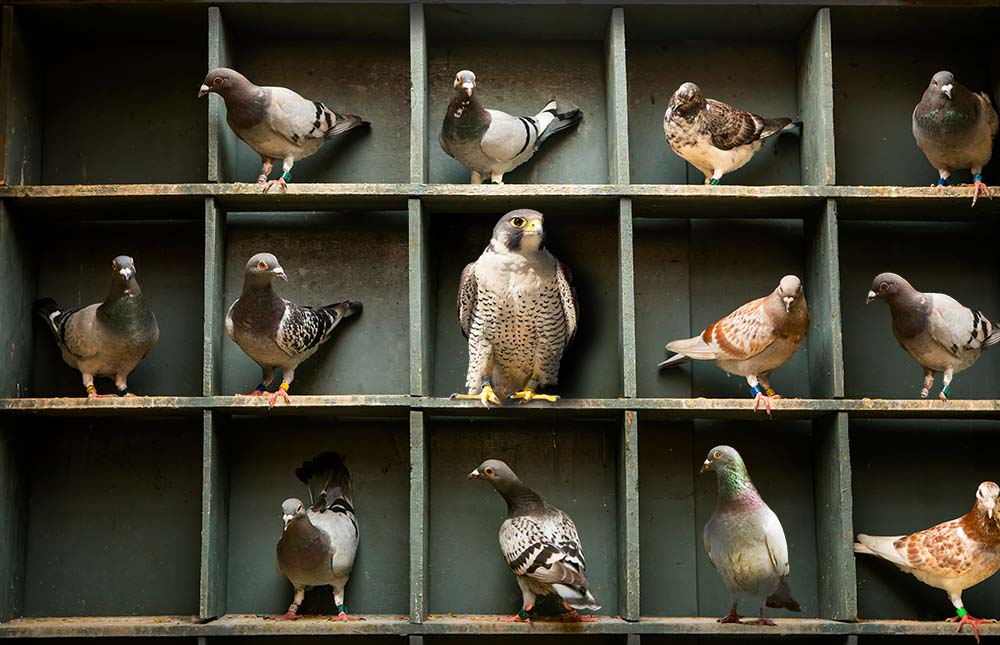 Peregrine Pigeonhole